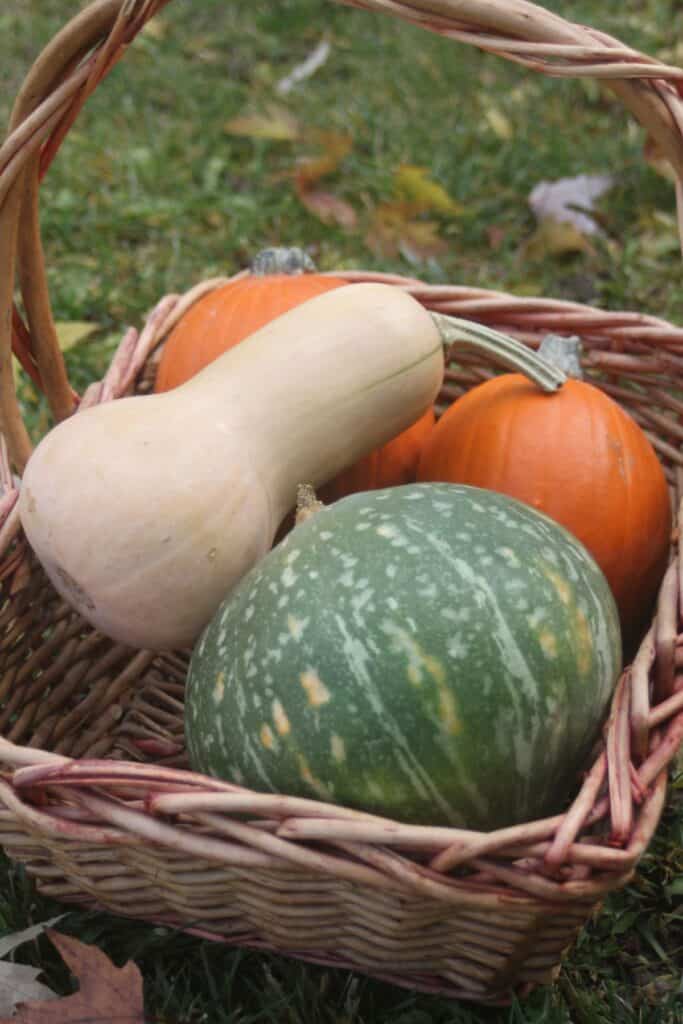 A variety of winter squashes sit in a wicker basket on the grass.