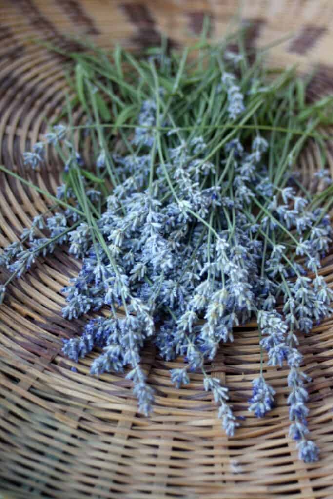 Fresh lavender stems in a basket.