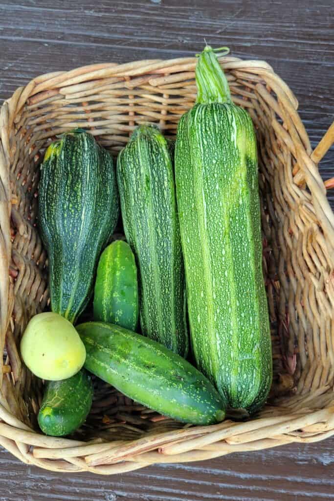 A basket full of freshly harvested zucchini and cucumbers. 