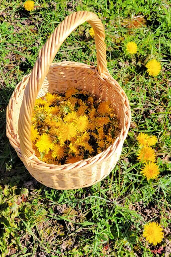 A wicker basket full of dandelion flowers sits in the grass with more dandelions growing around it.