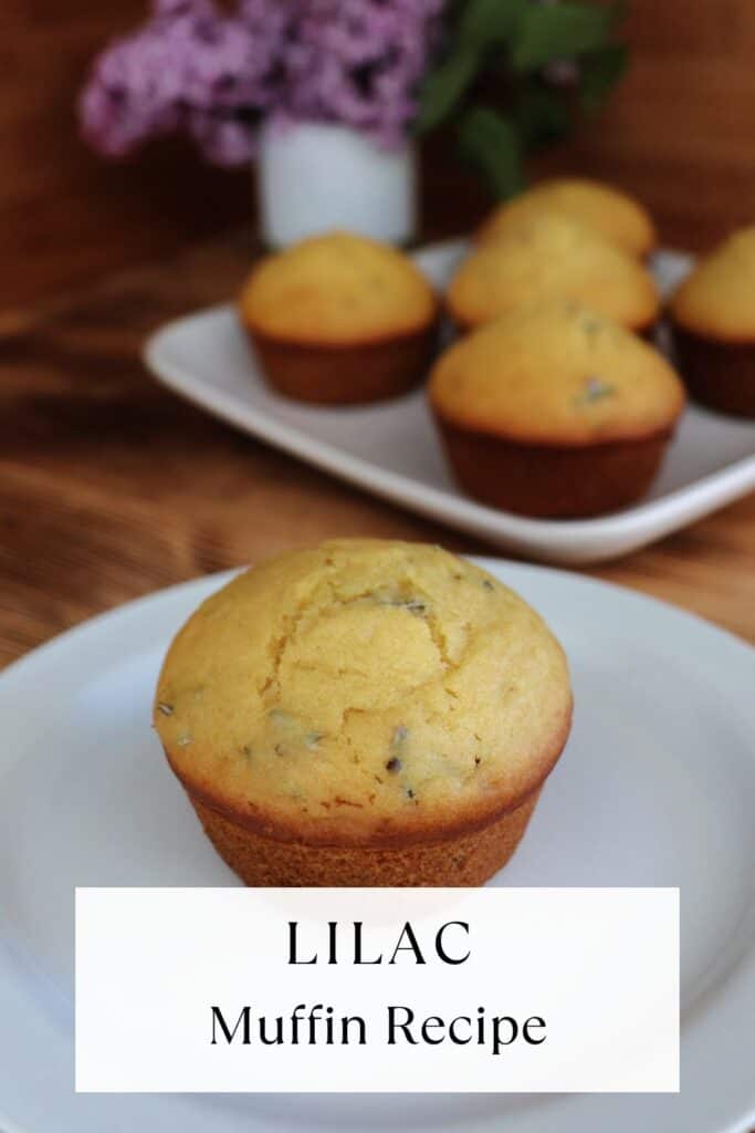 A muffin sits on a plate, bits of lilac flowers show inside the top of the baked muffin. In the background is a platter with more muffins and a white vase containing stems of fresh lilac flowers. Text overlay reads: Lilac Muffin Recipe.