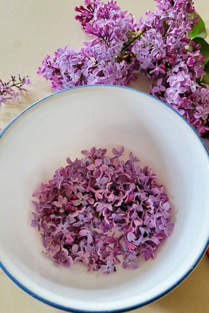 A bowl as seen from above contains the snipped blossoms of lilacs. Fresh stems of lilac flowers sit behind the bowl on a table.