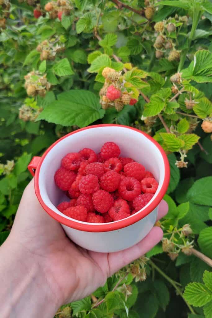 A woman's hand holds a white tin cup with a red rim full of fresh red raspberries in front of raspberry canes in the garden.